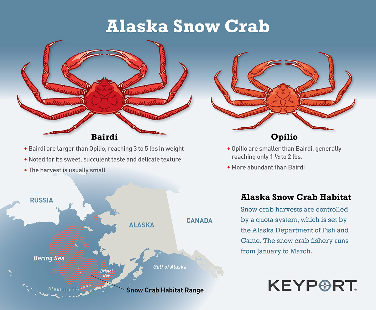 Alaska Snow Crab - Bairdi & Opilio - Keyport